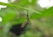 Малярия передается человеку при укусах одного из видов комарів. фото: flickr.com