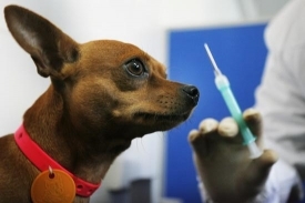 Вакцинация домашних животных от бешенства