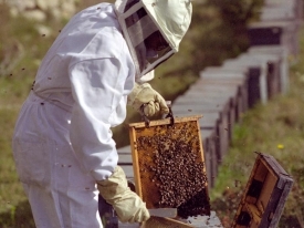 Пчеловод на пасеке. Фото: pustunchik.ua