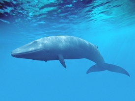 Во всем мире 19 февраля отмечается День защиты морских млекопитающих или День китов