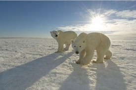 Белых медведей можно встретить только в Арктических широтах, вблизи Северного полюса