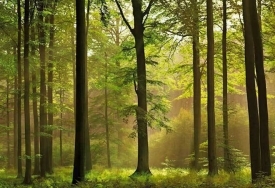 Общая площадь лесов на планете - это примерно третья часть площади суши.
