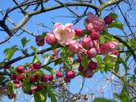 Навруз знаменует первый день весны и обновления природи. фото: blog.mediamall.am