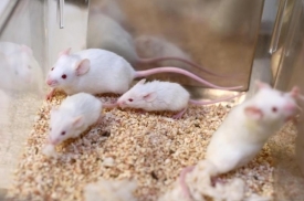 Сьогодні вже по всьому світу активно розвивається рух проти експериментів і дослідів над лабораторними тваринами.