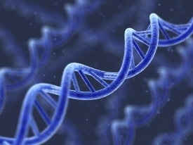 Саме в ДНК зберігається наша генетична інформація.