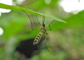 Малярия передается человеку при укусах одного из видов комарів. фото: flickr.com