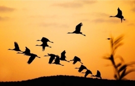 Завдяки діяльності мігруючих птахів підтримується баланс екосистеми в цілому. фото: cards.tochka.net