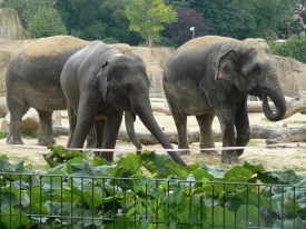 Защитники животных призывают обратить внимание на проблемы слонов — самых величественных животных современности