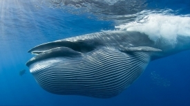 Во всем мире охота на китов, а также торговля китовым мясом запрещены