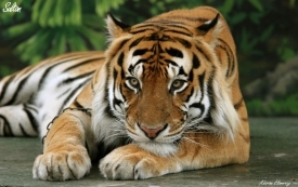 К сожалению, в дикой природе сохранилось всего не более 5 тысяч тигров
