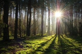 Украина занимает восьмое место в Европе по площади леса