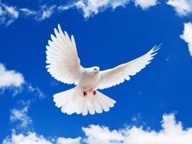 Білий голуб в мирному небі - хай завжди буде мир!